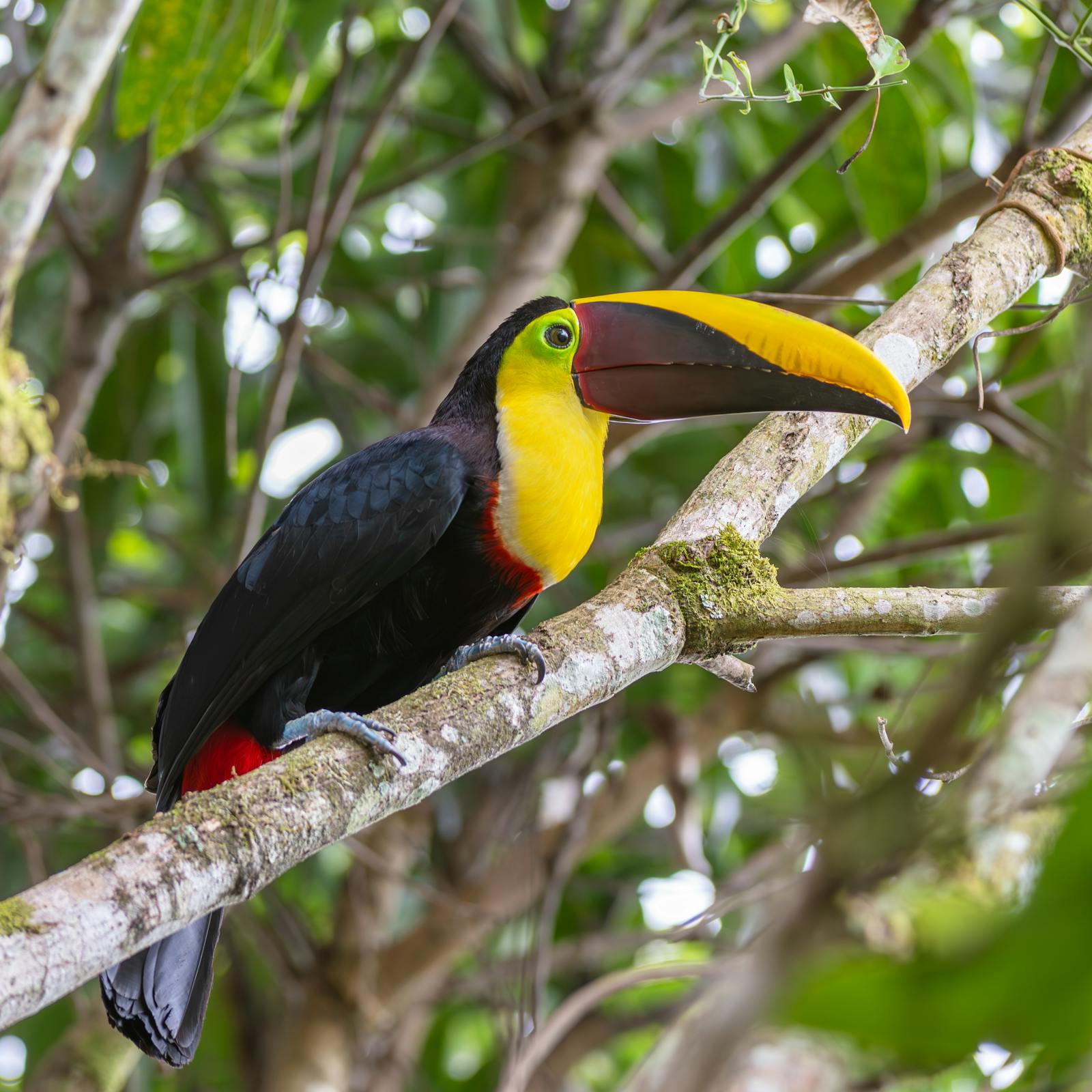 Toucan Wildlife